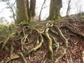 Walking Tree Roots