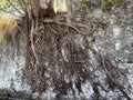 Exposed tree roots on a cement wall Royalty Free Stock Photo