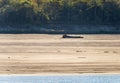 Exposed tree trunks on sand banks of Mississippi river in October 2023