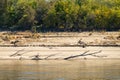 Exposed tree trunks on sand banks of Mississippi river in October 2023