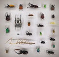 Exposition of variety of colorful bugs