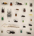 Exposition of variety of dead butterflies and bugs