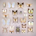 Exposition of variety of dead butterflies and bugs