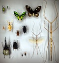 Exposition of variety of dead butterflies and bugs