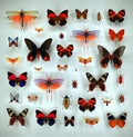 Exposition of variety of dead butterflies and bugs