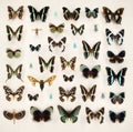 Exposition of variety of dead butterflies and bugs