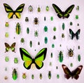Exposition of variety of dead butterflies and bugs