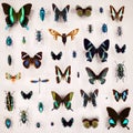 Exposition of variety of dead butterflies and bugs