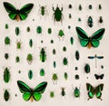 Exposition of variety of dead butterflies and bugs