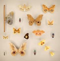 Exposition of variety of dead butterflies and bugs