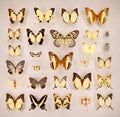 Exposition of variety of dead butterflies and bugs