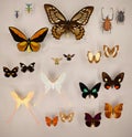 Exposition of variety of dead butterflies and bugs