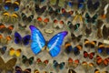 Exposition of variety of dead butterflies pinned on board under glass