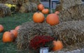 Pumpkins, chrysanthemums and hay bales on a green meadow Royalty Free Stock Photo