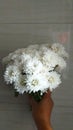 Express your spirituality, faith and innocence with this white aster flowers
