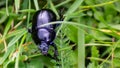 The expression dung beetle refers to several species of beetles that feed on dung and collect their nourishment