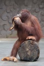 The expression of a Sumatran orangutan when feeling threatened.