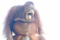 The expression of a Sumatran orangutan when feeling threatened.