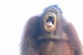 The expression of a Sumatran orangutan when feeling threatened.