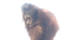 The expression of a Sumatran orangutan when feeling threatened.