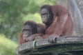 The expression of a Sumatran orangutan when feeling threatened.