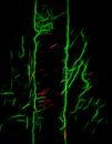Expressionism abstract with green and red lines on black background