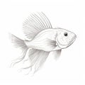 Expressive Betta Fish Drawing On White Background With Realistic Lighting Royalty Free Stock Photo