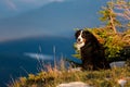 Expressive big Bernese Mountain Dog sit on a mountain Royalty Free Stock Photo