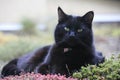 Expressive black cat Royalty Free Stock Photo