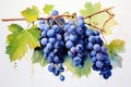 Expressive Blue grape watercolor. Generate Ai
