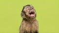 Expressive brown capuchin monkey screaming with its mouth wide open against a solid green background Royalty Free Stock Photo