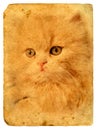 Expressive Cat Eyes. Old Postcard