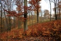 Expressive colored autumn forest