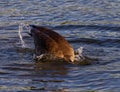 Expressive diving in the lake from the Canada goose Royalty Free Stock Photo
