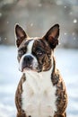 Expressive Dog Portrait In Soft Falling Snow Winter Atmosphere Royalty Free Stock Photo