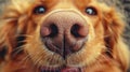 Expressive dog s face close up capturing emotion in pets for a vibrant lifestyle image