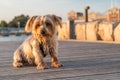 Expressive dog seated. doggie with curiosity expression