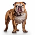 Expressive English Bulldog Standing Stockphoto On White Background