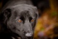Expressive eyes of a black dog. Focus on the left eye. Portrait of a purebred dog
