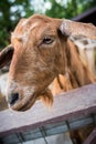 Expressive goat portrait Royalty Free Stock Photo