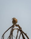 Expressive Indian roller or Coracias benghalensis bird closeup or portrait with a Grasshopper insect kill in his beak perch in