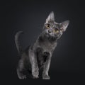 Sweet Korat cat kitten on black background Royalty Free Stock Photo