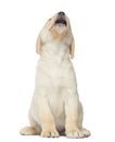 Expressive Labrador Puppy sitting Royalty Free Stock Photo