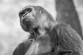 Expressive male gorilla posing for the camera. Royalty Free Stock Photo