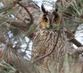 Expressive view of a long-eared owl on a photographer