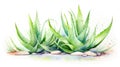 Expressive Watercolor Aloe Vera Plant Leaves AI Generated