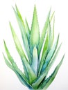 Expressive Watercolor Aloe Vera Plant Leaves AI Generated