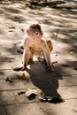 An expressive young capuchin monkey staring on the street Royalty Free Stock Photo