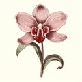 Exquisite Antique Illustration Of A Pink Orchid With Meticulous Linework