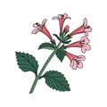 Exquisite Catnip Flower Create Colorful Art